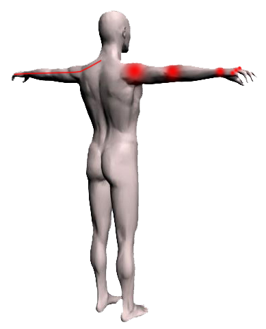 Arm Muscles Labeled